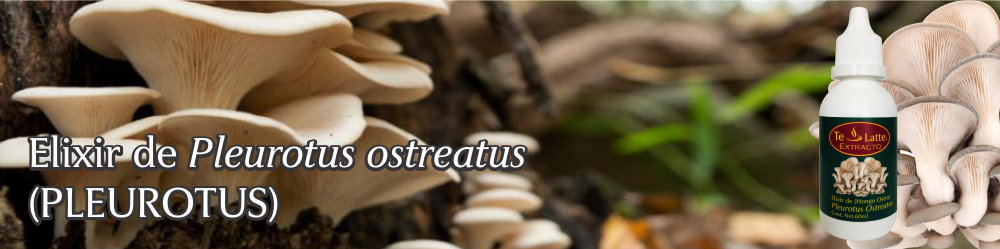 Te Latte CaféElixir de Pleurotus Ostreatus (PLEUROTUS)
